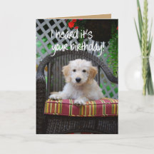 Grattis på födelsedagen Golden Doodle Puppy