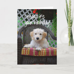 Grattis på födelsedagen Golden Doodle Puppy Kort