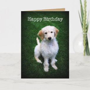 Grattis på födelsedagen Golden Doodle Puppy Kort