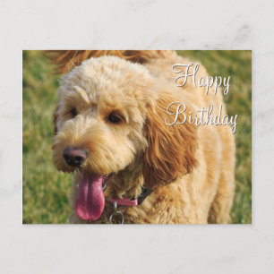 grattis på födelsedagen Goldendoodle Hund Vykort