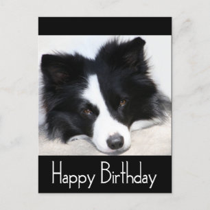 Grattis på födelsedagen Gräns Collie Puppy Hund Bl Vykort