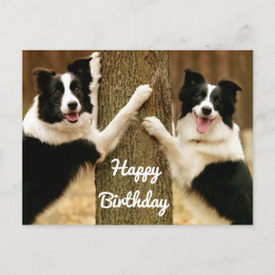 Grattis på födelsedagen Gräns Collie Puppy Hund Ru Vykort