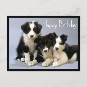 Grattis på födelsedagen Gräns Collie Puppy Hund Vykort