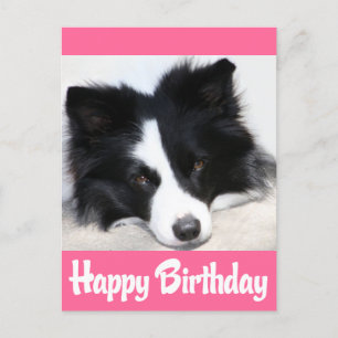 Grattis på födelsedagen Gräns Collie Puppy Hund Vykort