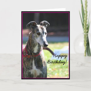 Grattis på födelsedagen Greyhound-hälsningskort Kort