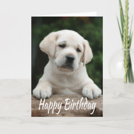 Grattis på födelsedagen Gult Labrador Retriever Pu Kort
