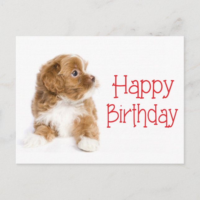 Grattis på födelsedagen Havanese Puppy Hund vykort (Framsida)