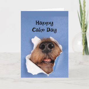 Grattis på födelsedagen Hund doftande Cake Animal  Kort