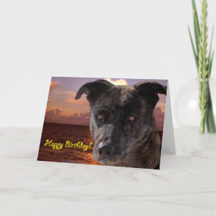 Grattis på födelsedagen Hund Kort