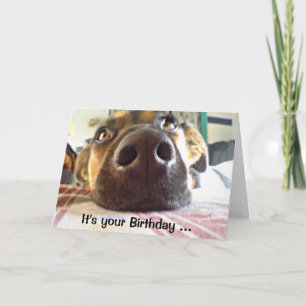 Grattis på födelsedagen I NOSE bara att det klär H Kort