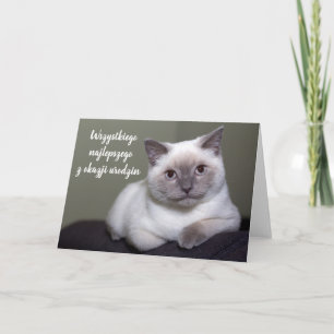 Grattis på födelsedagen i polsk söt vit katt blank kort