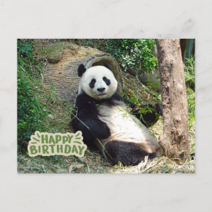 Grattis på födelsedagen jättepanda björn vykort
