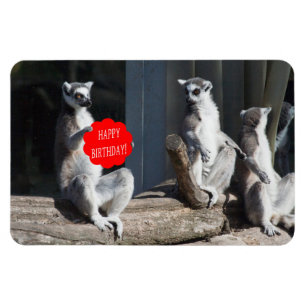 Grattis på födelsedagen Katta Magnet