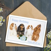 Grattis på födelsedagen Kollega Cavalier King Char