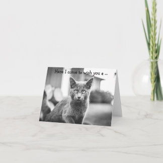 Grattis på födelsedagen-kort: Grå katt Kort