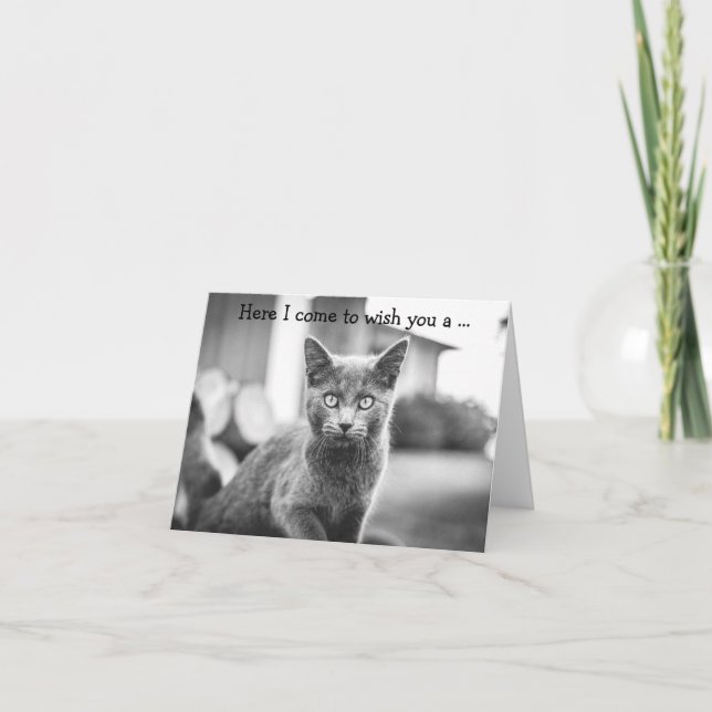 Grattis på födelsedagen-kort: Grå katt Kort (Framsida)