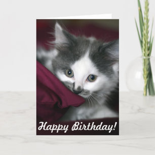 Grattis på födelsedagen-kort med fin liten kattung kort