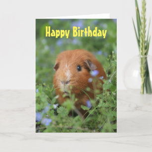 Grattis på födelsedagen-kort, söt ingerguinea gris kort