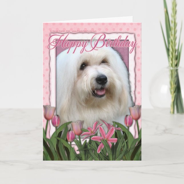 Grattis på födelsedagen - Koton de Tulear Kort (Framsida)