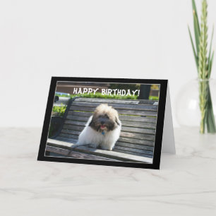 Grattis på födelsedagen Koton de Tulear Puppy-häls Kort