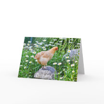 Grattis på födelsedagen-kyckling med Daisy