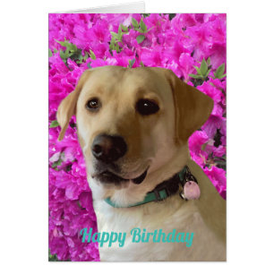 Grattis på födelsedagen, Labrador, Hund Rosa blo Hälsningskort