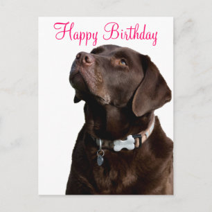 Grattis på födelsedagen Labrador Retriever Hund-ko Vykort
