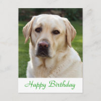 Grattis på födelsedagen Labrador Retriever Hund-ko