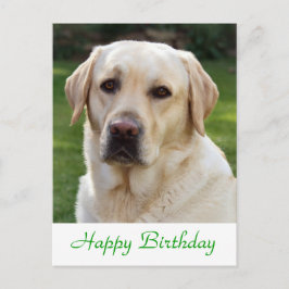 Grattis på födelsedagen Labrador Retriever Hund-ko Vykort