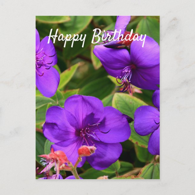 Grattis på födelsedagen: Lila Tibouchina Flowers Vykort (Framsida)