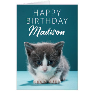 Grattis på födelsedagen   Little Kitten Hälsningskort