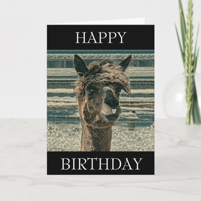 Grattis på födelsedagen Llama - födelsedagskort Kort (Framsida)