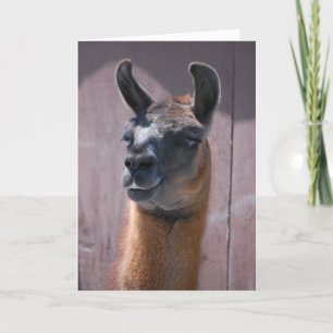 Grattis på födelsedagen Llama Kort