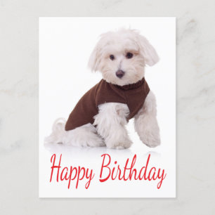Grattis på födelsedagen maltesiskt Hund-postkort f Vykort