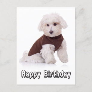 Grattis på födelsedagen maltesiskt Hund-postkort f Vykort