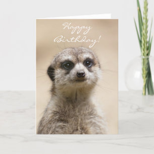 Grattis på födelsedagen Meerkat Kort