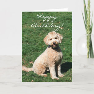 Grattis på födelsedagen Mini Goldendoodle-hälsning Kort