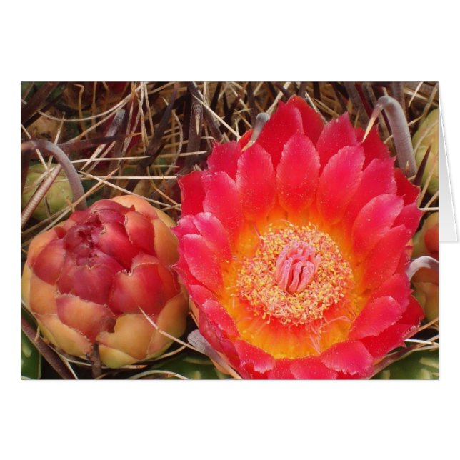 Grattis på födelsedagen Nana Bright Rosa Cactus Bl Hälsningskort (Framsidan Horizontal)