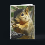 Grattis på födelsedagen Nutty Friend Funny Squirre Kort<br><div class="desc">Grattis på födelsedagen,  Vänskap,  humoristisk ekorre som äter födelsedagskort.Texten i texten kan redigeras för att säga spelar ingen roll du vill. Det här är ett underbart kort för någon som kärlek ekorrar!</div>