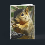 grattis på födelsedagen Nutty Friend Funny Squirre Kort<br><div class="desc">grattis på födelsedagen,  Vänskap,  humoristisk ekorre som äter födelsedagskort.Texten i texten kan redigeras för att säga spelar ingen roll du vill. Det här är ett underbart kort för någon som kärlek ekorrar!</div>