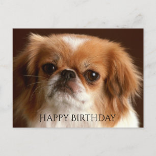 grattis på födelsedagen Pekingese Red Brown Puppy  Vykort