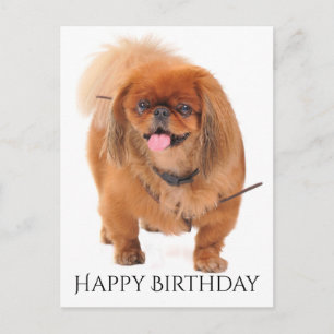 Grattis på födelsedagen Pekingeser Rödbrun Valp Hu Vykort