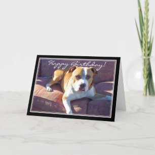 Grattis på födelsedagen Pitbull Hund-kort Kort