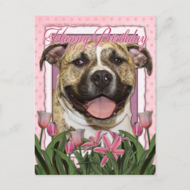 Grattis på födelsedagen - Pitbull - Tigger Vykort (Framsida)