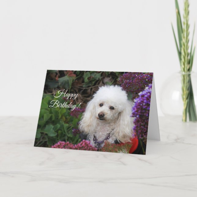 Grattis på födelsedagen Pudel hund-kort Kort (Framsida)