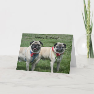 Grattis på födelsedagen Pug-hälsningskort Kort