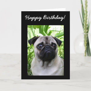 Grattis på födelsedagen Pug-hälsningskort Kort