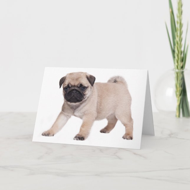 Grattis på födelsedagen Pug Puppy Hund - Insida, s Kort (Framsida)