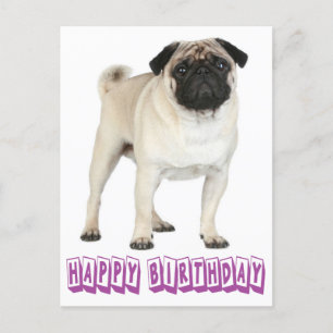 Grattis på födelsedagen Pug Puppy Hund Lila vykort