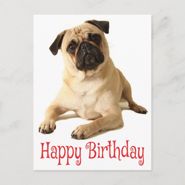 Grattis på födelsedagen Pug Puppy Hund vykort (Framsida)